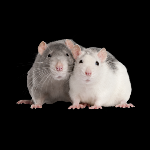 Feeders Live Rats Pet Food - Pet City Houston